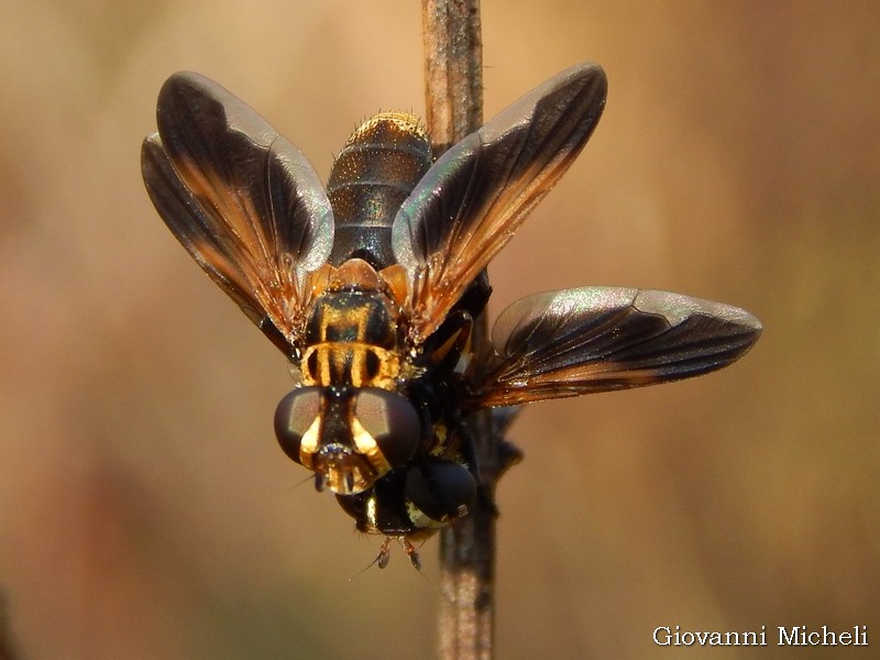 Trichopoda pennipes (Tachinidae)